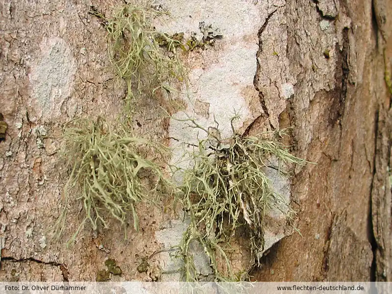 Fotografie Ramalina farinacea (L.) Ach.