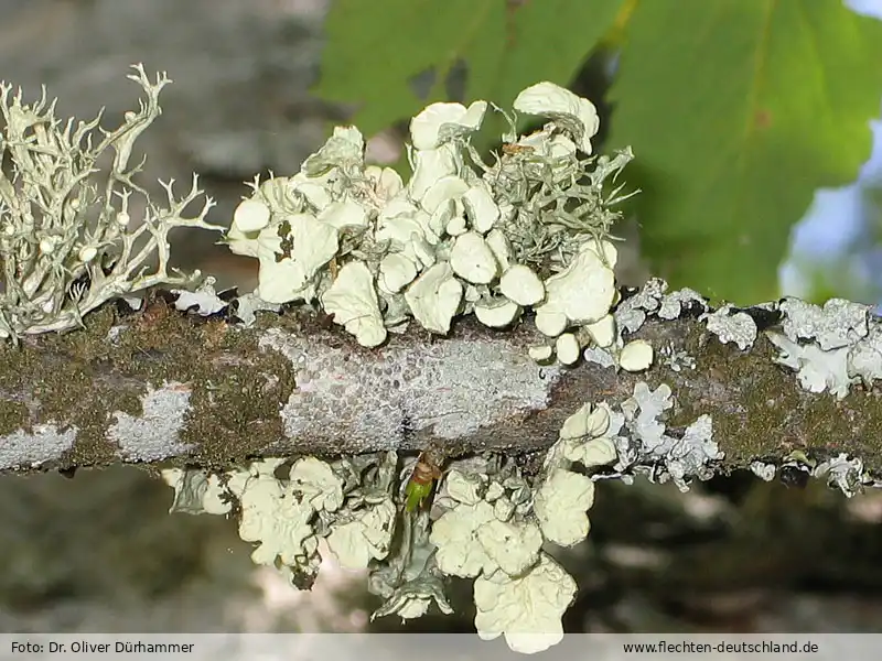 Fotografie Ramalina fastigiata (Pers.) Ach.