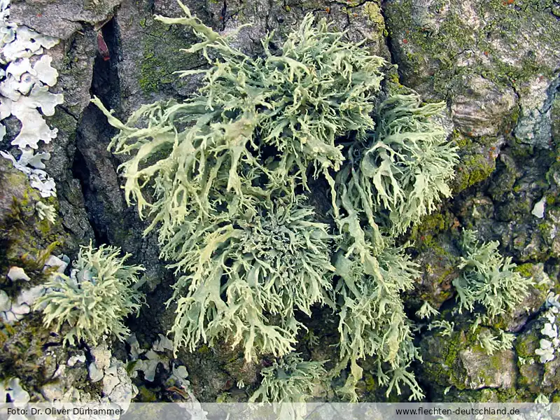 Fotografie Ramalina pollinaria (Westr.) Ach.