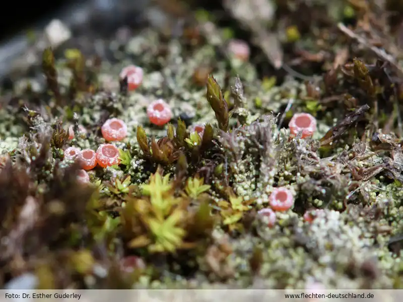 Habitus | Foto von Dr. Esther Guderley