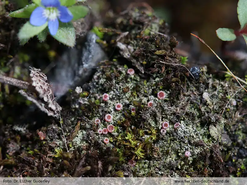Fotografie Sarcosagium campestre (Fr.) Poetsch & Schied.