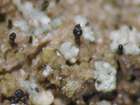 Sphinctrina anglica Nyl.