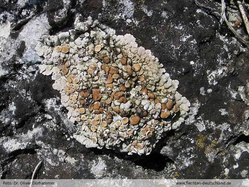 Habitus | Foto von Dr. Oliver Dürhammer