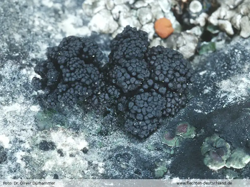Habitus | Foto von Dr. Oliver Dürhammer
