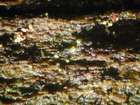Thelocarpon intermediellum Nyl.