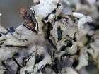 Trichonectria anisospora (Lowen) van den Boom & Diederich