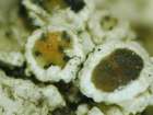 Vouauxiella lichenicola (Linds.) Petr. & Syd.