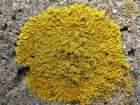 Xanthoria calcicola Oksner