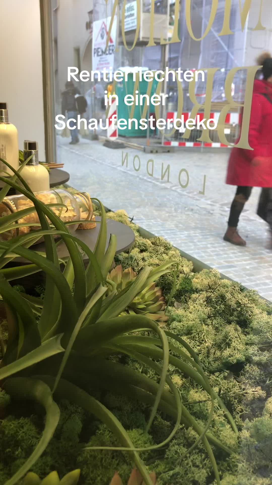 Rentierflechten in einem Schaufenster